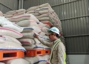 Stok Beras Lampung Cukupi Konsumsi Ramadan